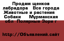 Продам щенков лабрадора - Все города Животные и растения » Собаки   . Мурманская обл.,Полярные Зори г.
